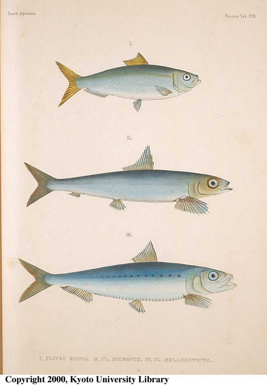 Sardinops sagax (Jenyns, 1842)